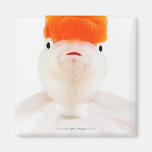 Redcap lionhead Goldfisch (Carassius auratus) Magnet