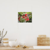 Redcurrant Poster (Küche)