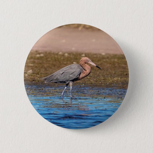 Reddish Egret am North Beach Button (Vorderseite)