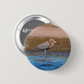 Reddish Egret am North Beach Button (Vorne & Hinten)