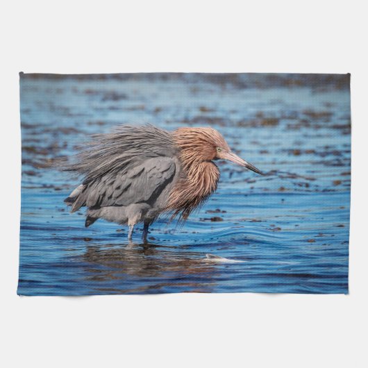 Reddish Egret am North Beach Geschirrtuch (Horizontal)
