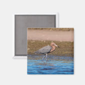 Reddish Egret am North Beach Magnet (Vorderseite/Rückseite)