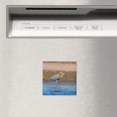 Reddish Egret am North Beach Magnet (In Situ (Geschirrspüler))