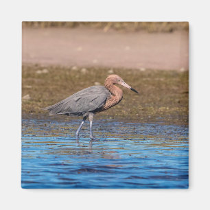 Reddish Egret am North Beach Magnet