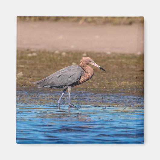 Reddish Egret am North Beach Magnet (Vorne)