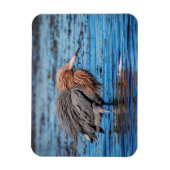 Reddish Egret am North Beach Magnet (Vertikal)
