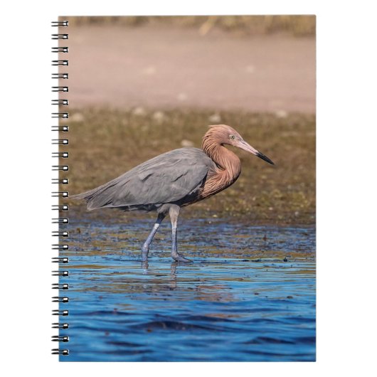 Reddish Egret am North Beach Notizblock (Vorderseite)