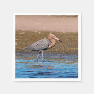 Reddish Egret am North Beach Serviette