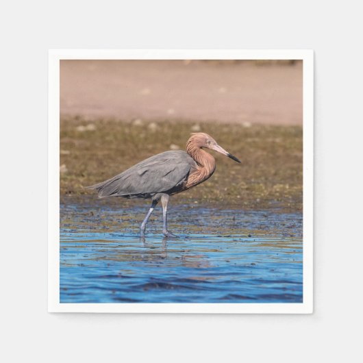 Reddish Egret am North Beach Serviette (Vorderseite)