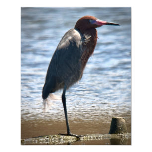 Reddish Egret Fotodruck