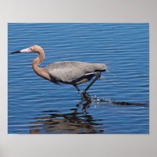Reddish Egret Poster