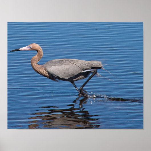 Reddish Egret Poster (Vorne)