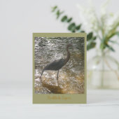 Reddish Egret Postkarte (Stehend Vorderseite)
