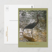 Reddish Egret Postkarte (Vorne/Hinten)