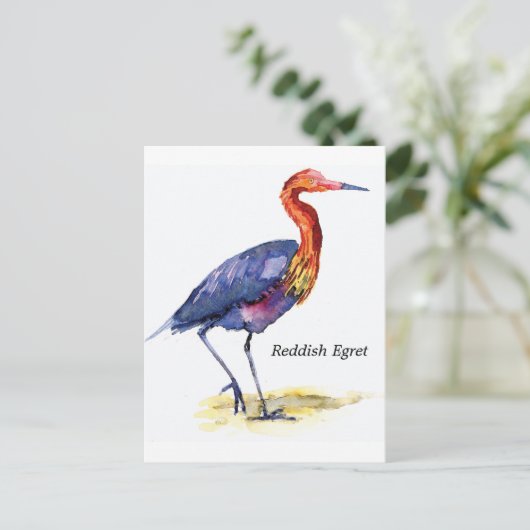 Reddish Egret Postkarte (Stehend Vorderseite)