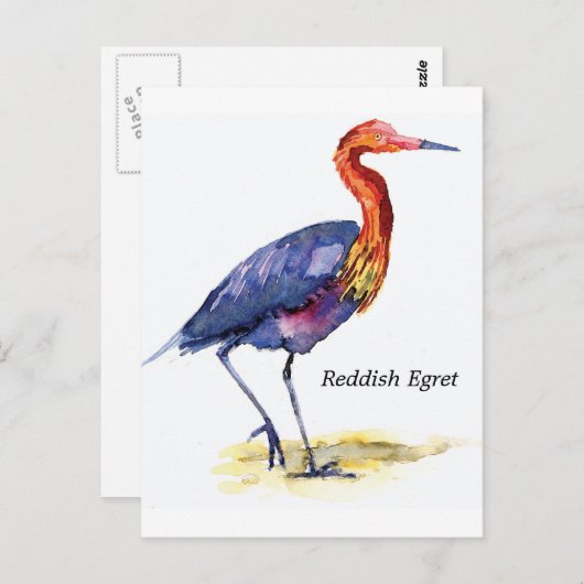 Reddish Egret Postkarte (Vorne/Hinten)