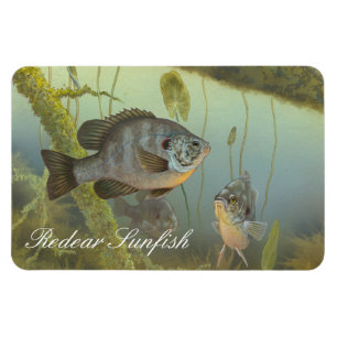 Redear Sunfish-Malerei-Magnet Magnet