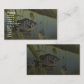 Redear Sunfish Visitenkarte (Vorne/Hinten)