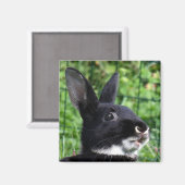 Reden von Kaninchen Magnet (Vorderseite/Rückseite)