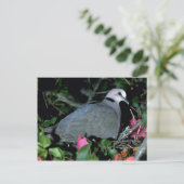 Redeye d Dove Postkarte (Stehend Vorderseite)
