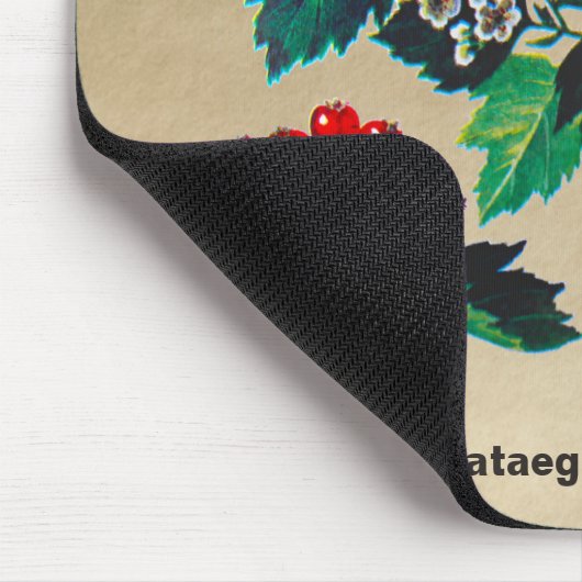 Redhaw Hawthorn über altes Papier Mousepad (Ecke)