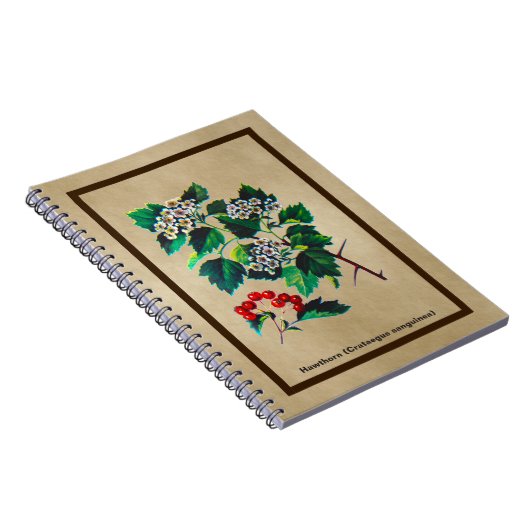 Redhaw Hawthorn über altes Papier Notizblock (Rechte Seite)