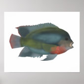 Redhead Cichlid Poster (Vorne)