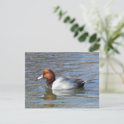 Redhead Drake Postkarte (Stehend Vorderseite)