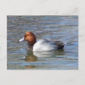 Redhead Drake Postkarte (Vorderseite)