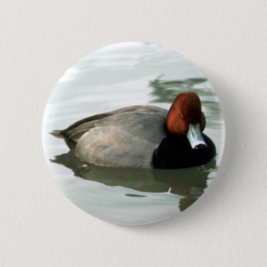 Redhead Drake (unberechtigt) Button (Vorderseite)