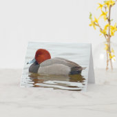 Redhead Duck Drake Karte (Gelbe Blume)