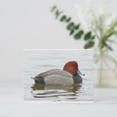 Redhead Duck Drake Postkarte (Stehend Vorderseite)