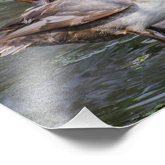 Redhead Duck Print Foto (Ecke)