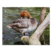 Redhead Duck Print Foto (Vorne)