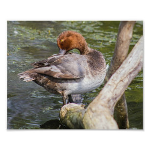 Redhead Duck Print Foto