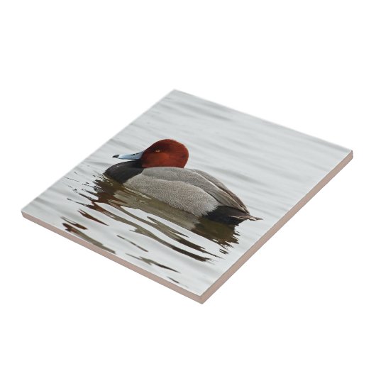 Redhead-Ente Drake - ruhiger Winter-Morgen Fliese (Seite)