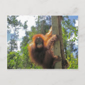 Redhead in Indonesien Postkarte (Vorderseite)