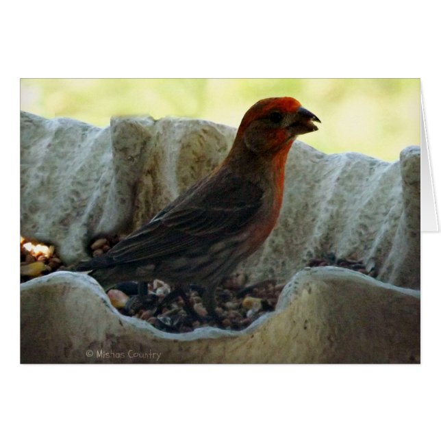 Redhead-Vogel (Vorderseite (Horizontal))