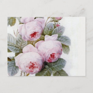 Redoute 4 (Rose) Postkarte