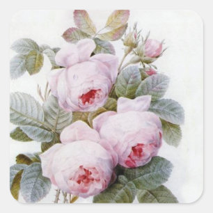 Redoute 4 (Rose) Quadratischer Aufkleber