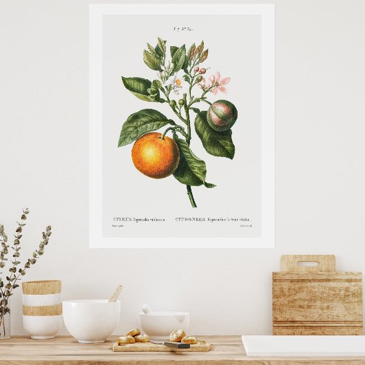 REDOUTÉ "BITTER ORANGE" BOTANISCHER POSTER (Küche)