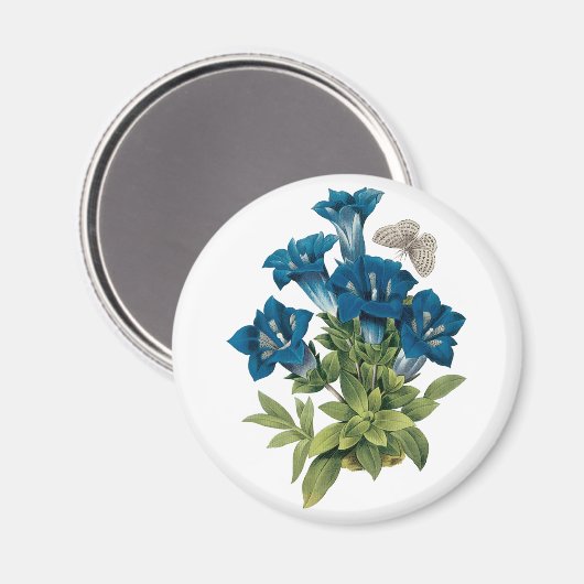 Redoute Blue Blume Magnet (Vorderseite/Rückseite)