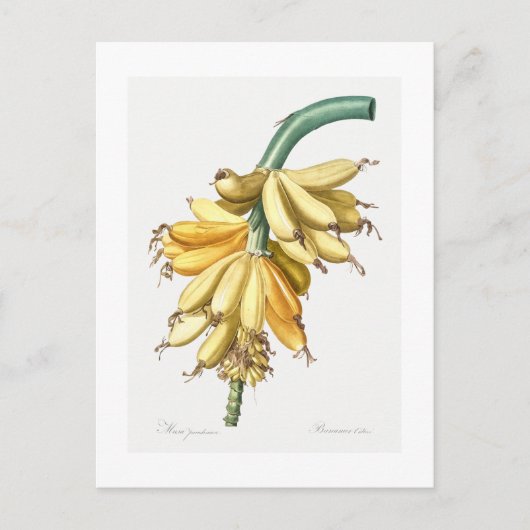 REDOUTÉ BOTANICAL "BANANAS" POSTCARD POSTKARTE (Vorderseite)