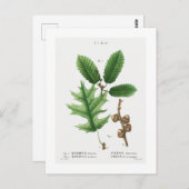 REDOUTÉ BOTANICAL "BLACK OAK" POSTCARD POSTKARTE (Vorne/Hinten)