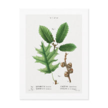REDOUTÉ BOTANICAL "BLACK OAK" POSTCARD