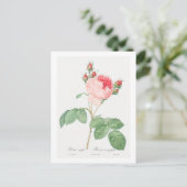 REDOUTÉ BOTANICAL "CABBAGE ROSE" POSTCARD POSTKARTE (Stehend Vorderseite)