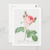 REDOUTÉ BOTANICAL "CABBAGE ROSE" POSTCARD POSTKARTE (Vorne/Hinten)