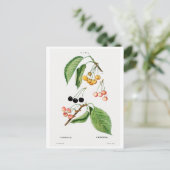 REDOUTÉ BOTANICAL "CHERRIES" POSTCARD POSTKARTE (Stehend Vorderseite)