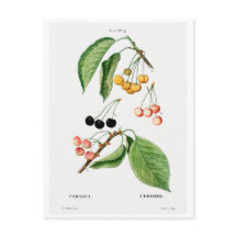 REDOUTÉ BOTANICAL "CHERRIES" POSTCARD