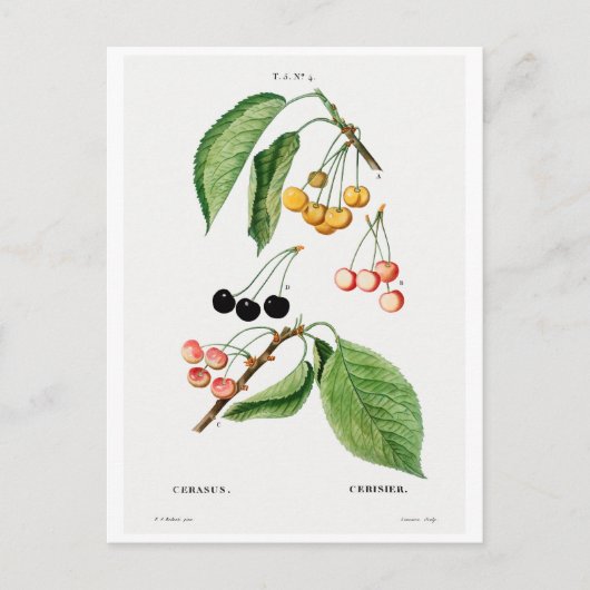 REDOUTÉ BOTANICAL "CHERRIES" POSTCARD POSTKARTE (Vorderseite)